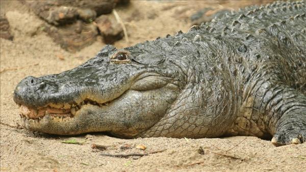 巴基斯坦的沼泽鳄鱼成为气候破坏的牺牲品